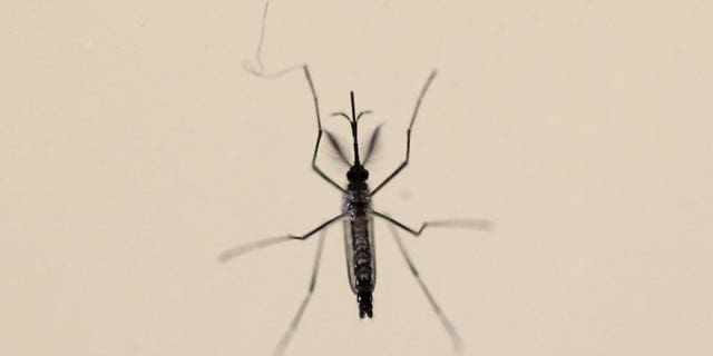 An Aedes aegypti mosquitoe is seen at the Laboratory of Entomology and Ecology of the Dengue Branch of the U.S. Centers for Disease Control and Prevention in San Juan