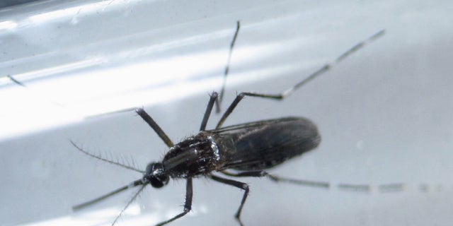 File photo shows an Aedes aegypti mosquito inside a test tube as part of a research on preventing the spread of the Zika virus and other mosquito-borne diseases at a control and prevention center in Guadalupe, neighbouring Monterrey