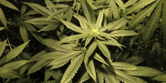 Marijuana plants are seen in an indoor cultivation in Montevideo