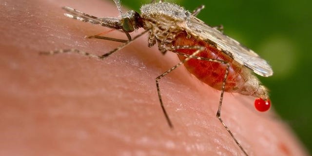 An Anopheles stephensi mosquito obtains a blood meal from a human host through its pointed proboscis in this handout photo
