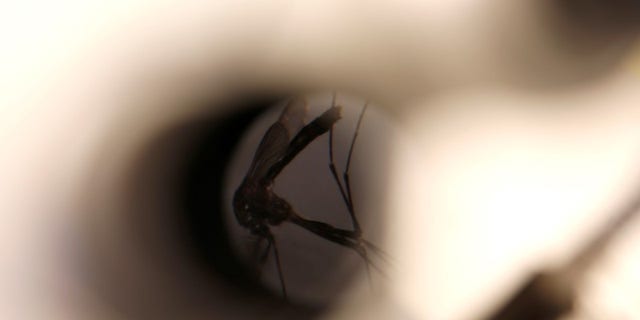 A mosquito is seen under a microscope at the Greater Los Angeles County Vector Control District in Santa Fe Springs