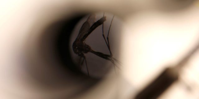A mosquito is seen under a microscope at the Greater Los Angeles County Vector Control District in Santa Fe Springs