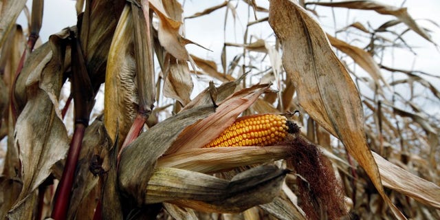 A field of corn is seen in Embrun, Ontario