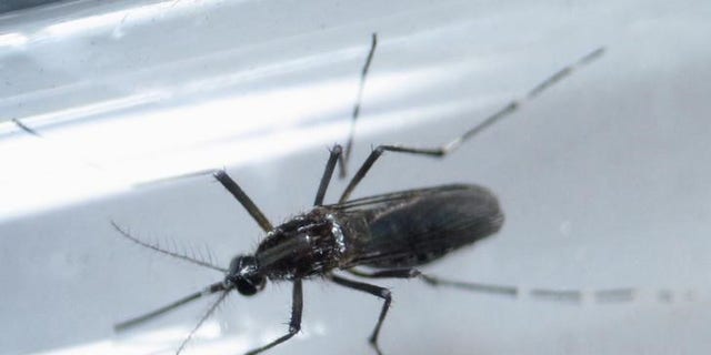 File photo shows an Aedes aegypti mosquito inside a test tube as part of a research on preventing the spread of the Zika virus and other mosquito-borne diseases at a control and prevention center in Guadalupe, neighbouring Monterrey