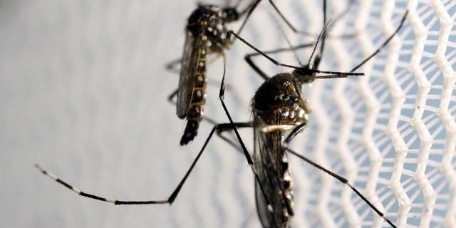 Aedes aegypti mosquitoes are seen inside Oxitec laboratory in Campinas, Brazil