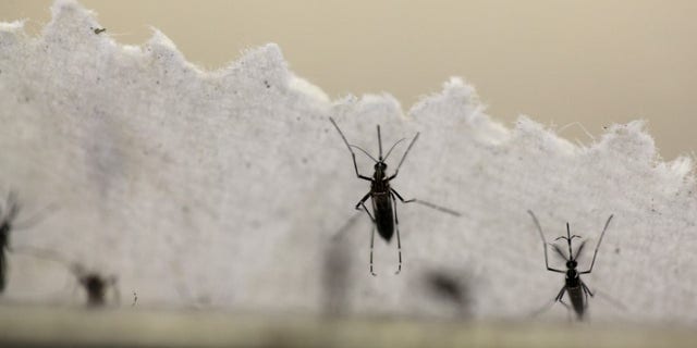 Aedes aegypti mosquitoes are seen at the Laboratory of Entomology and Ecology of the Dengue Branch of the U.S. Centers for Disease Control and Prevention in San Juan