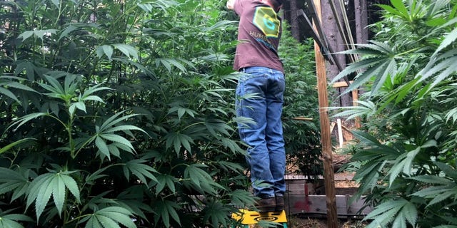 Cannabis grower Steve Dillon tends to his plants on his farm in Humboldt County, California