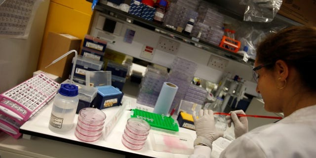 A scientist working in cancer research laboratories at the Old Road Campus research building at Oxford University, in Oxford