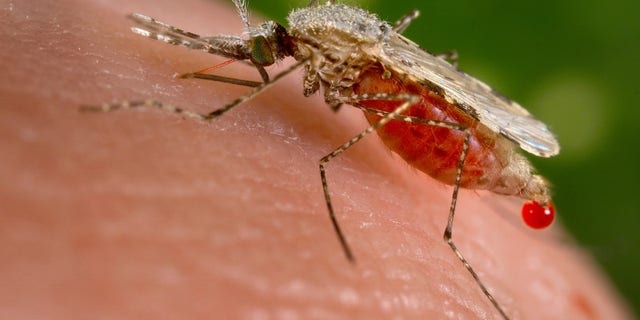 An Anopheles stephensi mosquito obtains a blood meal from a human host through its pointed proboscis in this handout photo