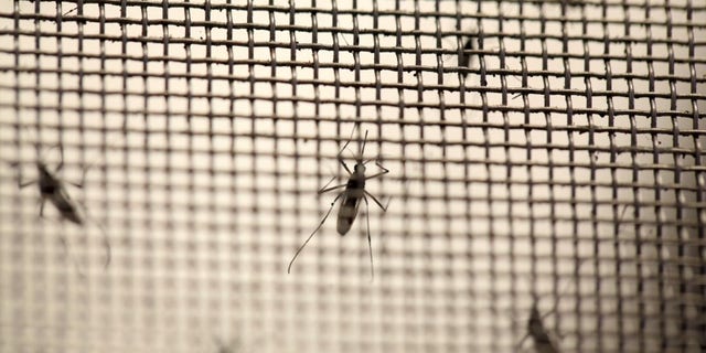 Aedes aegypti mosquitoes are seen at the Laboratory of Entomology and Ecology of the Dengue Branch of the U.S. Centers for Disease Control and Prevention in San Juan
