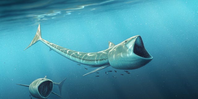 An international team of scientists have discovered two new plankton-eating fossil fish species, of the genus called Rhinconichthys, which lived 92 million years ago in the oceans of the Cretaceous Period. (Image by Robert Nicholls)