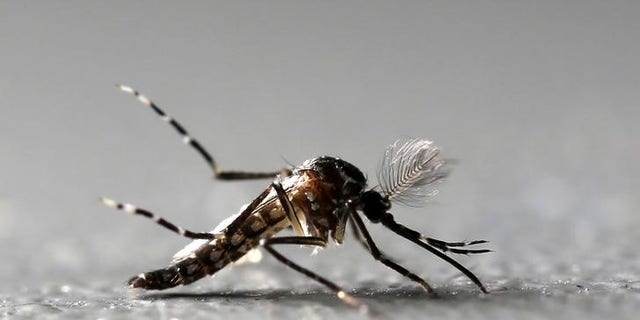 Can the Zika virus treat brain cancer?