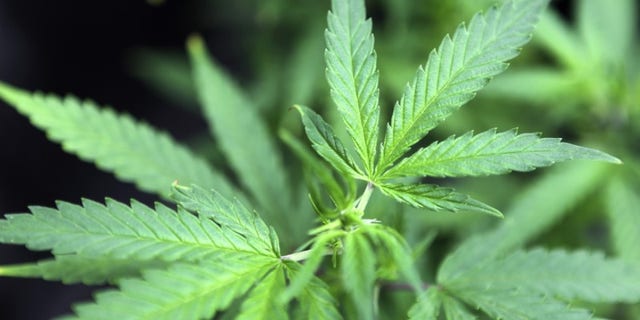 Marijuana plants are displayed for sale at Canna Pi medical marijuana dispensary in Seattle