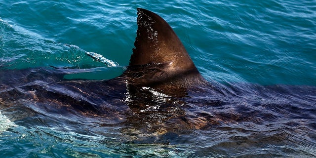 FILE - In this Thursday, Aug. 11, 2016, file photo, the fin of a great white shark is seen swimming a past research boat in the waters off Gansbaai, South Africa. Olympic champion Michael Phelps lost to a simulated shark in the Discovery Channelâs Shark Week special âPhelps vs. Shark: Great Gold vs. Great White,â which aired July 23, 2017. (AP Photo/Schalk van Zuydam, File)