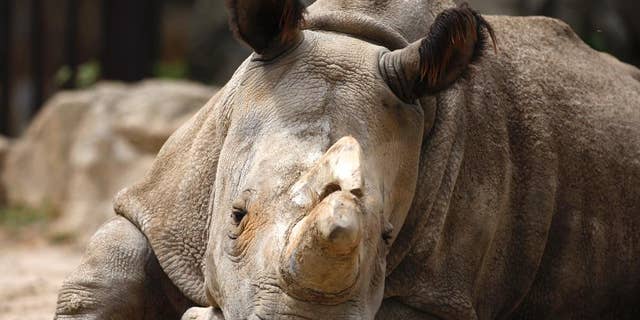 FILE - In this July 8, 2011 file photo Nabire, a white rhino sits in its enclosure at the zoo in Dvur Kralove, Czech Republic. The rhino female Nabire, belived to be one of the last five white rhinoceroses in the world, died in the Czech Zoological Garden in Dvur Kralove after a cyst in her body burst on Monday, Czech news agency CTK reported Tuesday July 28, 2015 after the zoo mentioned the death of the animal on their webpage. (AP Photo/Petr David Josek, File)