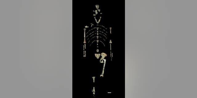 The fossils that make up the Lucy skeleton. (John Kappelman/University of Texas at Austin)