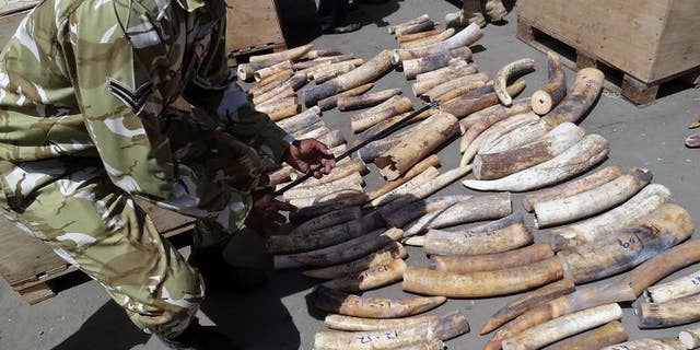 Kenya officials supervise the counting of Ivory tusks at the Mombasa Port on August 21, 2013.
