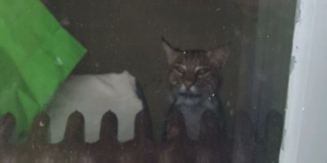 A bobcat trapped a mother and two children inside their home bathroom