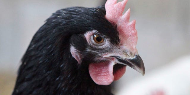 A chicken