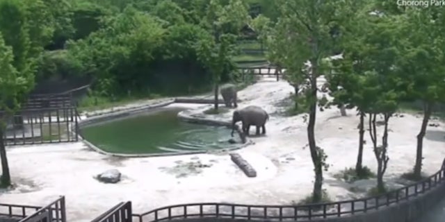 The adult elephants worked together to rescue the drowning baby.