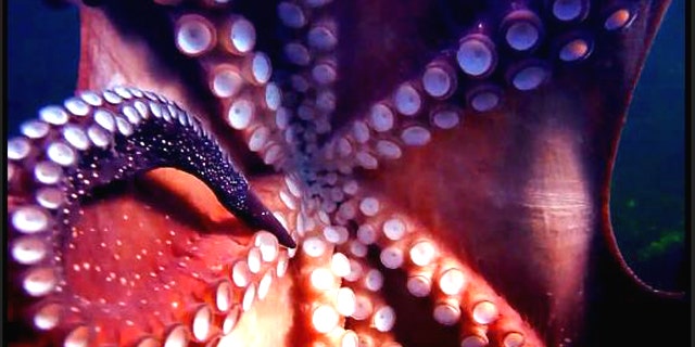 A greedy, grabby octopus stole a diver's $540 digital camera and swam off with it, creating underwater art.