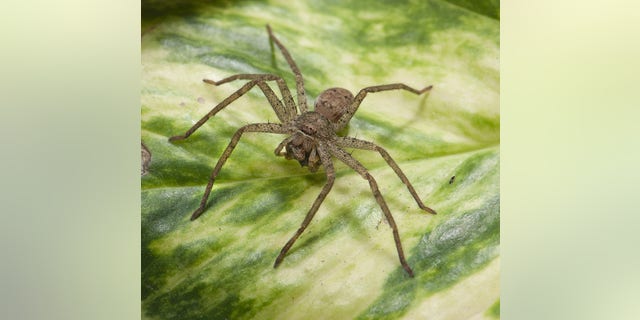 A funnel-web wolf spider, <em>Sosippus californicus</em>. This spider spins a sheet-like web attached to a narrow tube, or funnel. Sitting at the mouth of the tube, the spider waits to strike after feeling vibrations of prey crossing the web.