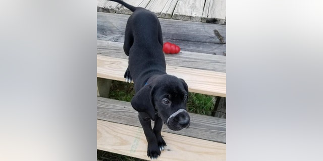 Liz Heatherly was driving by with her sister when she spotted Norman, a black and white 12-week-old Labrador/hound mix, on a back country road with something white around his jaw.