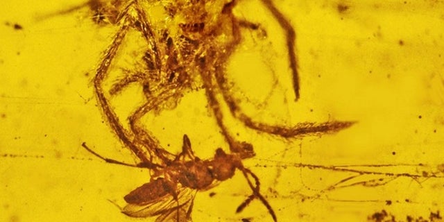 The bizarre armored spider from Cretaceous Burmese amber. The adult male pictured above measures 0.06 inches (1.58 millimeters) long.