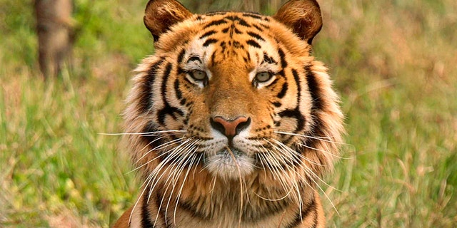 A brave woman fought off a tiger with a stick after it attacked her goat.