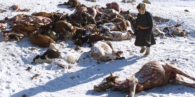 In this file photo taken February 7, 2001, a herder walks past a pile of dead animals in the hills of Hentii province after a severe snowstorm, also known as a Dzud, in Mongolia. Another unusually harsh winter in Mongolia that's decimating livestock and sending temperatures to minus 56 degrees Celsius (minus 70 Fahrenheit) may create a humanitarian crisis, with worse conditions still to come, aid groups warn.
(AP Photo/Greg Baker, File)