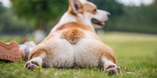 thick corgis