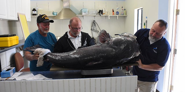 The man caught the massive fish on a trotline. Despite its size, this is why it does not qualify to break the state record.