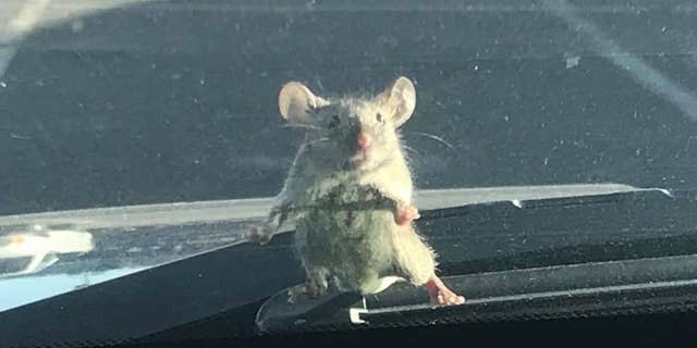 A mouse was spotted on a California sheriff's deputy's windshield on Sunday.