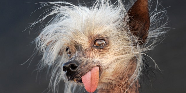 Miss Ellie celebrates her win in the "World's Ugliest Dog Contest" at the Sonoma-Marin Fair, in Petaluma, Calif. The small, bug-eyed Chinese Crested Hairless dog -- whose pimples and lolling tongue helped her to also win Animal Planet's "World's Ugliest Dog" contest in 2009 -- has died at age 17 after a career in resort show business in the Smoky Mountains.