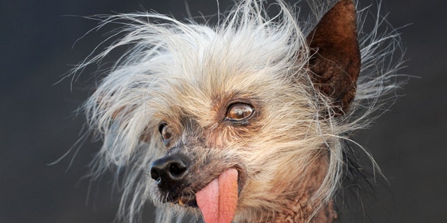 Miss Ellie celebrates her win in the "World's Ugliest Dog Contest" at the Sonoma-Marin Fair, in Petaluma, Calif. The small, bug-eyed Chinese Crested Hairless dog -- whose pimples and lolling tongue helped her to also win Animal Planet's "World's Ugliest Dog" contest in 2009 -- has died at age 17 after a career in resort show business in the Smoky Mountains.