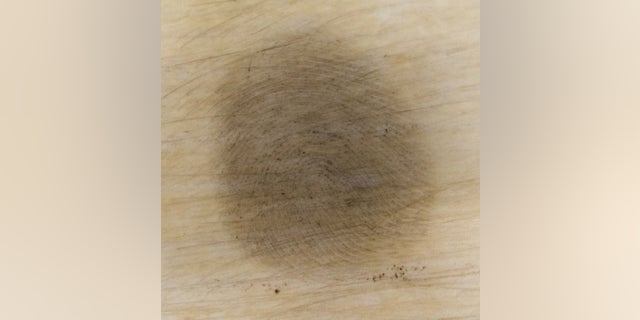 A 28-day-old fingerprint from ivory enhanced using this new technique.