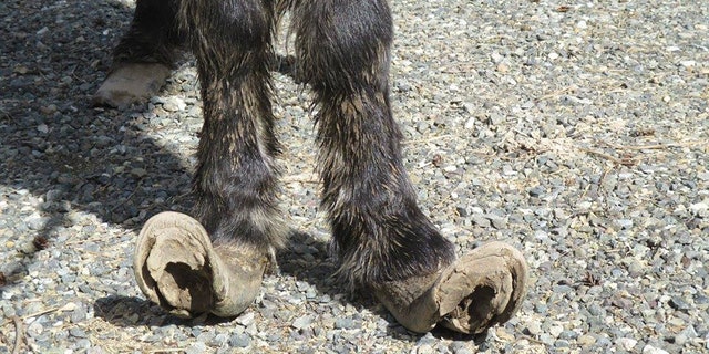 Rescuers said the miniature horses' hooves had not been taken care of in years.