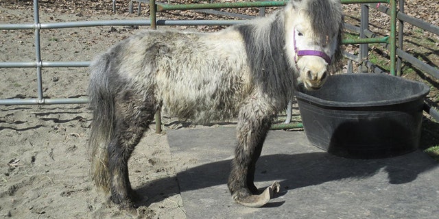 Nearly two dozen miniature horses were among the more than 150 animals rescued from a backyard farm in Washington.