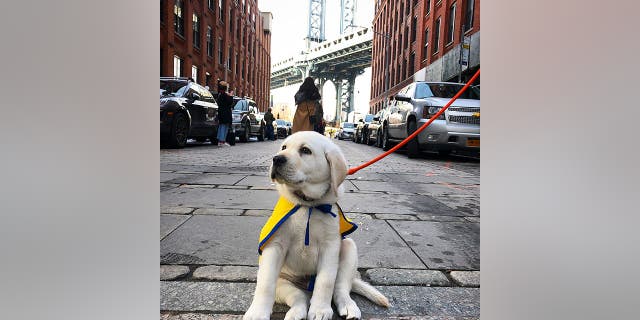 One of Spike's first tasks is learning to respond to his name, so that his attention is squarely on his owner.