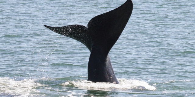 A North Atlantic right whale with its tail flukes above the water’s surface. (Georgia Department of Natural Resources under NOAA permit #15488)