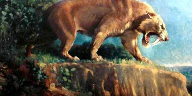 'Smilodon,' a 1905 painting by Charles R. Knight depicting a saber-tooth cat.