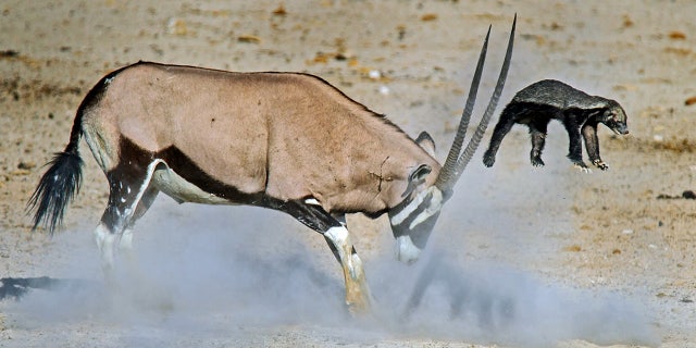 The photographer said the honey badger wouldn't give up the fight until the oryx decided 'enough is enough.'