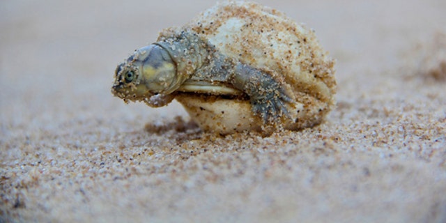 An endangered giant South American river turtle hatchling.