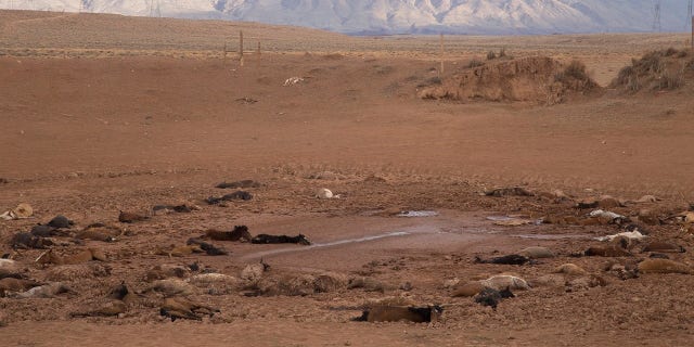 The horses will be buried onsite after they were found dead in a stock pond.