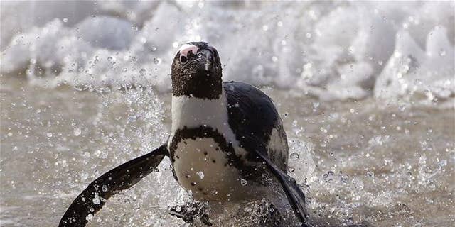 File photo of a penguin, this one in Simon's Town, South Africa.