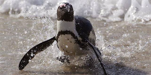 File photo of a penguin, this one in Simon's Town, South Africa.