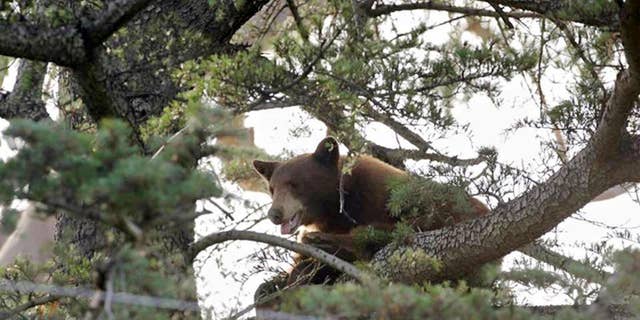 This photo provided by the Rancho Cucamonga Police Department shows a black bear in a tree in Rancho Cucamonga, Calif. on Wednesday, May 18, 2016. Wildlife authorities later tranquilized and captured the bear in Rancho Cucamonga at the foot of the San Gabriel Mountains 40 miles east of Los Angeles. (Rancho Cucamonga Police Department via AP)
