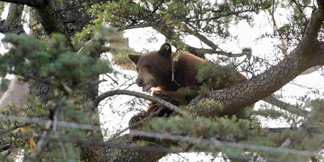 This photo provided by the Rancho Cucamonga Police Department shows a black bear in a tree in Rancho Cucamonga, Calif. on Wednesday, May 18, 2016. Wildlife authorities later tranquilized and captured the bear in Rancho Cucamonga at the foot of the San Gabriel Mountains 40 miles east of Los Angeles. (Rancho Cucamonga Police Department via AP)