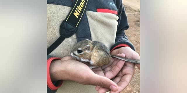 The San Quintin kangaroo rat, which was last spotted in 1986, was recently discovered by researchers in Baja California.