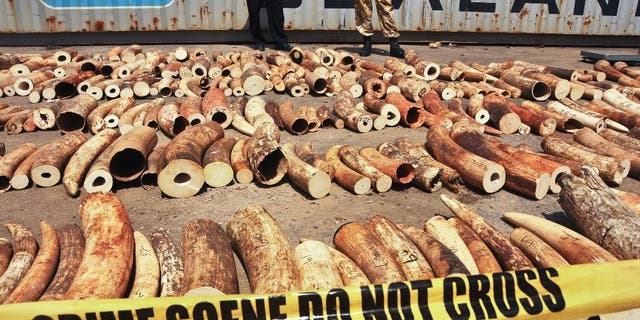 Kenyan officials display some of more than 1,600 pieces of illegal ivory found hidden inside bags of sesame seeds in freight traveling from Uganda, in Kenya's major port city of Mombasa, Kenya, on Oct. 8, 2013. Warlord Joseph Kony's Lord's Resistance Army rebel group is increasingly trafficking in ivory and minerals to obtain weapons and other supplies to be used in the jungles of central Africa, watchdog groups said in a report released in 2014. (AP Photo, File)